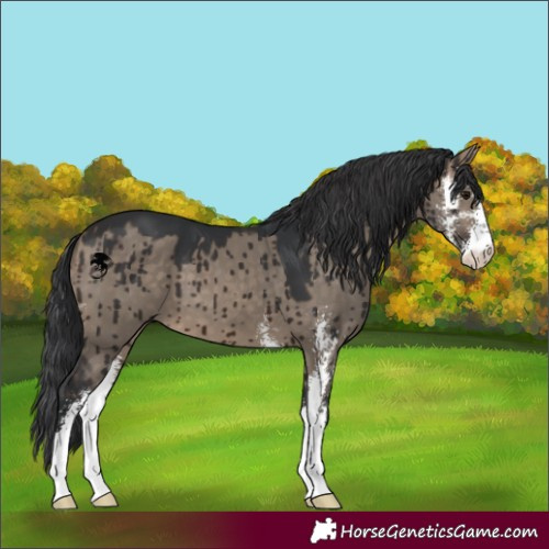 Horse Color:Brown Dun Sabino Brindle 