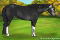 Horse Color:Gray Black Appaloosa