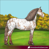 Horse Color:White Spotted Red Dun Frame Blanket and White Spotted Red Dun Frame Near Leopard
