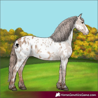 Horse Color:White Spotted Red Dun Frame Appaloosa  and White Spotted Red Dun Frame Appaloosa 