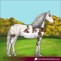 Horse Color:White Spotted Liver Chestnut Frame Snowflake Varnish  and White Spotted Chocolate Palomino Dun Frame Snowflake Varnish 