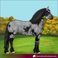 Horse Color:Void White Spotted Grullo Chinchilla Splash 