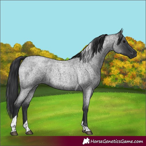 Horse Color:Blue Roan Tobiano 