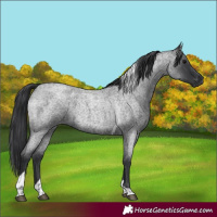 Horse Color:Blue Roan Tobiano 