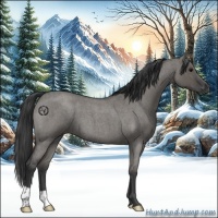 Horse Color:Grullo Roan 