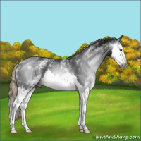 Horse Color:Gray White Spotted Liver Chestnut Splash Rabicano 