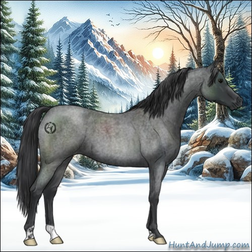 Horse Color:Blue Roan 
