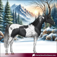 Horse Color:Black Tobiano 