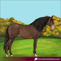 Horse Color:Gray Sable Champagne 