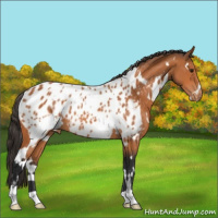 Horse Color:White Spotted Bay Appaloosa 