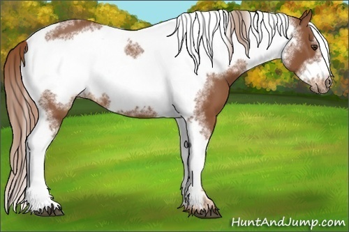 Horse Color:Chestnut Tobiano Frame