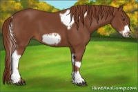 Horse Color:Chestnut Tobiano Frame
