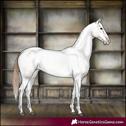 Horse Color:Bay Dun Appaloosa 
