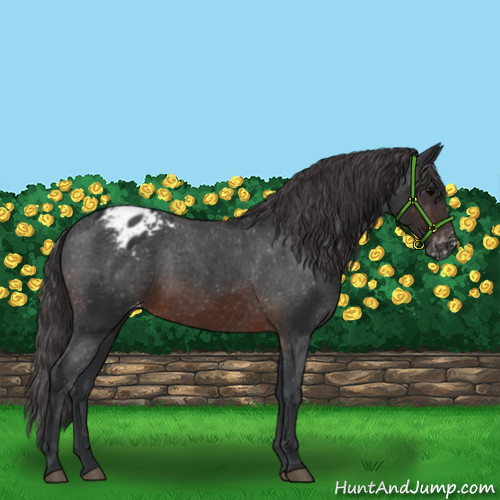 Horse Color:Brown Appaloosa 