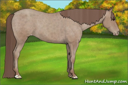 Horse Color:Classic Champagne Appaloosa 