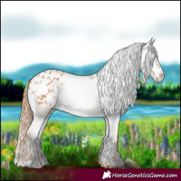 Horse Color:Chestnut Appaloosa 
