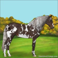 Horse Color:White Spotted Silver Brown 