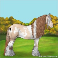 Horse Color:White Spotted Gold Champagne Dun 