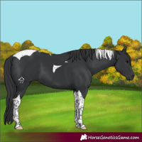 Horse Color:Black Tobiano 