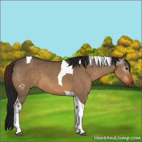 Horse Color:Gray Bay Roan Dun Tobiano 