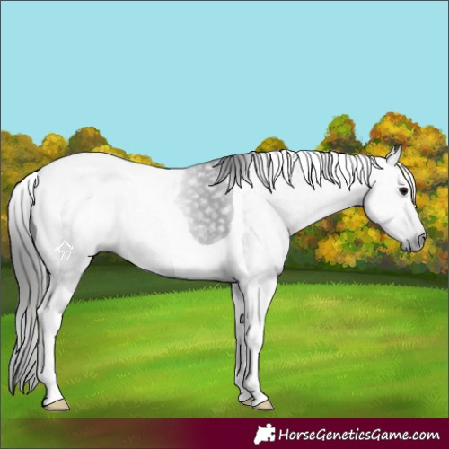 Horse Color:Gray Black Tobiano 