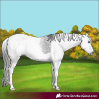 Horse Color:Gray Black Tobiano 