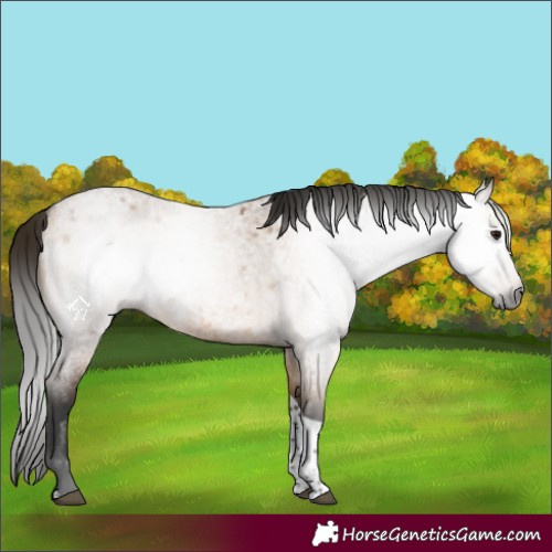 Horse Color:Gray Bay Roan Dun Tobiano 