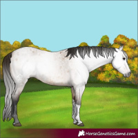 Horse Color:Gray Bay Roan Dun Tobiano 