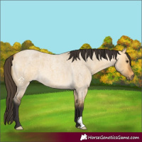 Horse Color:Buckskin Roan Dun 