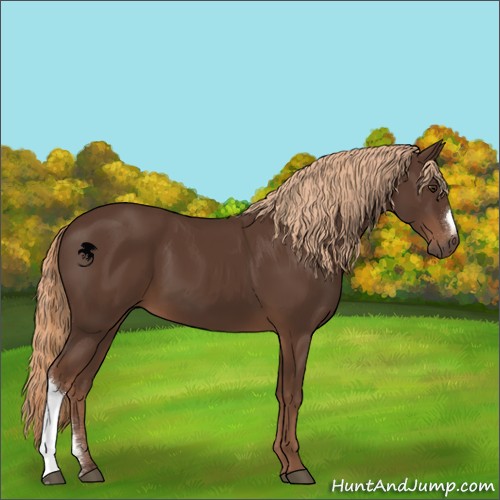 Horse Color:Liver Chestnut 