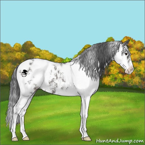Horse Color:Black Sabino Blanket 