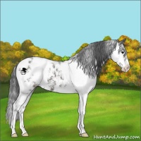 Horse Color:Black Sabino Appaloosa 