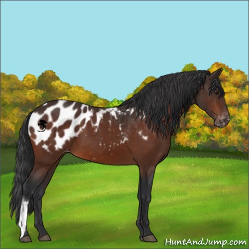 Horse Color:Brown Appaloosa 