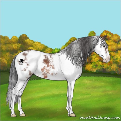 Horse Color:Brown Sabino