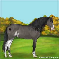 Horse Color:Black Sabino 