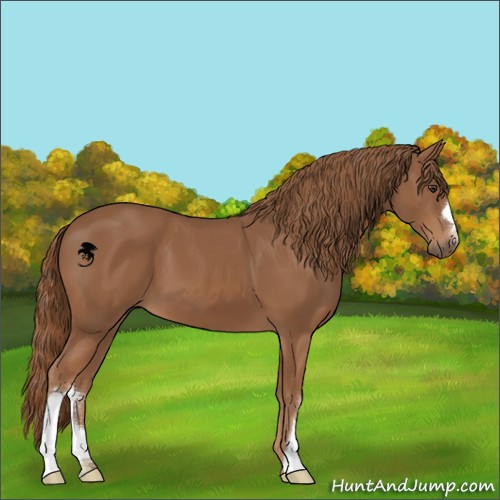 Horse Color:Chestnut 
