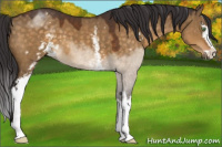 Horse Color:White Spotted Buckskin Dun Sabino 
