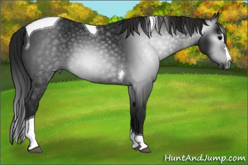 Horse Color:Gray Black Splash Tobiano