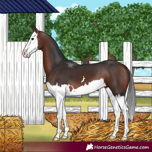 Horse Color:Bay Splash 