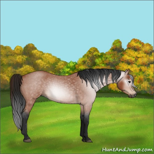 Horse Color:Gray Bay Roan 