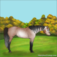 Horse Color:Gray Bay Roan