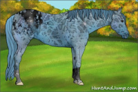 Horse Color:ERROR: UNKNOWN ANOMALY