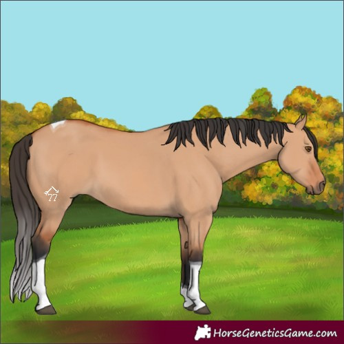 Horse Color:Bay Dun Tobiano