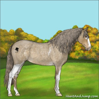 Horse Color:White Spotted Chocolate Palomino Roan Dun