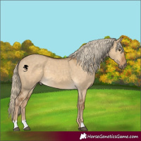 Horse Color:Chocolate Palomino Dun 