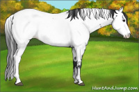 Horse Color:Black Tobiano Appaloosa 