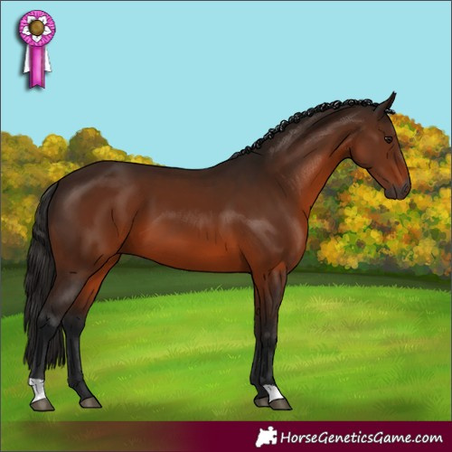 Horse Color:Gray Bay 
