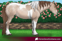 Horse Color:Brown Pearl Dun Mushroom Tobiano 