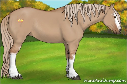 Horse Color:White Spotted Red Dun Rabicano 
