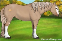 Horse Color:White Spotted Red Dun Rabicano 
